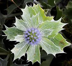 Attēlu rezultāti vaicājumam “Eryngium maritimum”