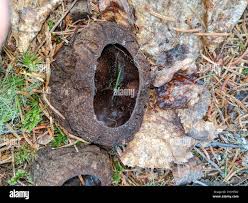 Attēlu rezultāti vaicājumam “Sarcosoma globosum”