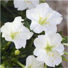 Image result for Mirabilis jalapa