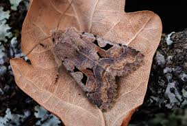 Attēlu rezultāti vaicājumam “Orthosia gothica”