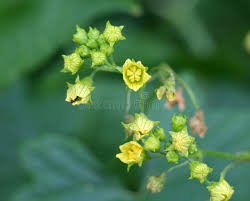 Attēlu rezultāti vaicājumam “Bryonia alba bud”