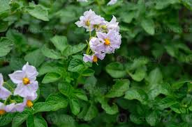Attēlu rezultāti vaicājumam “Solanum tuberosum flower”