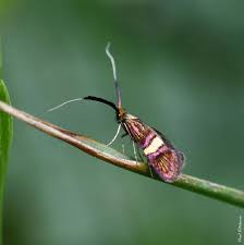 Attēlu rezultāti vaicājumam “Adela cuprella”