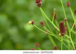 Attēlu rezultāti vaicājumam “Sanguisorba officinalis bud”