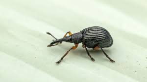 Attēlu rezultāti vaicājumam “Protapion sp.”