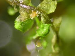 Attēlu rezultāti vaicājumam “Octosporella jungermanniarum”