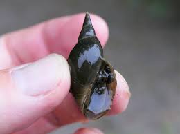 Attēlu rezultāti vaicājumam “Lymnaea stagnalis”