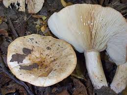 Attēlu rezultāti vaicājumam “Lactarius”