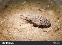 Attēlu rezultāti vaicājumam “Myrmeleontidae larva”