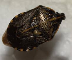 Attēlu rezultāti vaicājumam “Jalla dumosa”