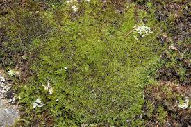 Attēlu rezultāti vaicājumam “Grimmia muehlenbeckii”