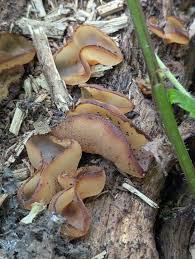 Attēlu rezultāti vaicājumam “Peziza varia”