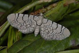 Attēlu rezultāti vaicājumam “Eupithecia venosata”