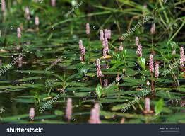 Attēlu rezultāti vaicājumam “Polygonum amphibium flower”
