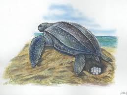 Image result for Dermochelys coriacea