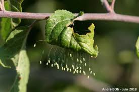 Attēlu rezultāti vaicājumam “Chrysopidae eggs”