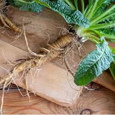 Attēlu rezultāti vaicājumam “Dipsacus fullonum fruit”