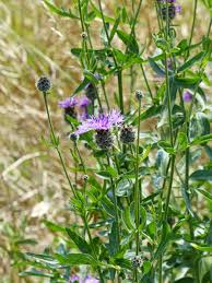 Attēlu rezultāti vaicājumam “Centaurea scabiosa leaf”