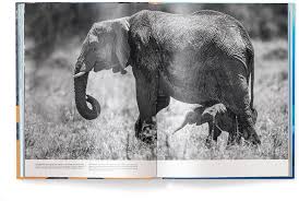 Attēlu rezultāti vaicājumam “Diderma montanum var. album macro”