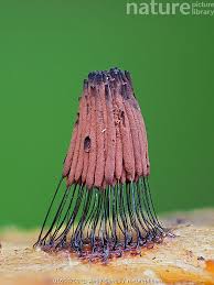 Attēlu rezultāti vaicājumam “Stemonitis splendens macro”