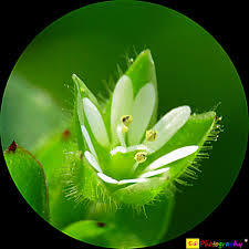 Attēlu rezultāti vaicājumam “Stellaria media flower”