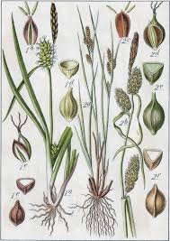 Attēlu rezultāti vaicājumam “Carex viridula”