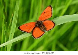 Attēlu rezultāti vaicājumam “Lycaena dispar male”