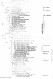 Attēlu rezultāti vaicājumam “Didymodon rigidulus sporophyte”