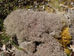 Attēlu rezultāti vaicājumam “Cladonia ciliata”