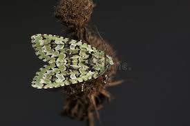 Attēlu rezultāti vaicājumam “Griposia aprilina”