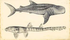 Image result for Rhincodon typus