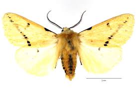 Attēlu rezultāti vaicājumam “Spilosoma lutea imago”