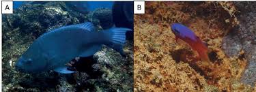 Image result for Scarus trispinosus