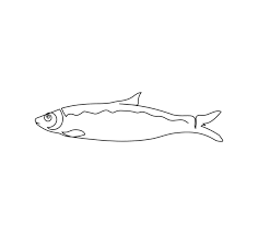 Image result for Clupea pallasii