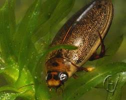 Attēlu rezultāti vaicājumam “Rhantus frontalis”