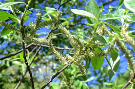 Attēlu rezultāti vaicājumam “Salix myrsinifolia female flower”
