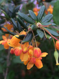Attēlu rezultāti vaicājumam “Berberis”