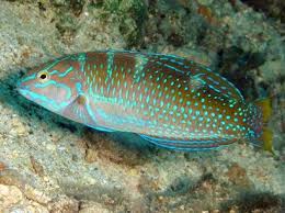 Image result for Halichoeres radiatus