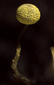 Attēlu rezultāti vaicājumam “Physarum viride macro”