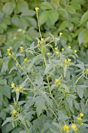 Attēlu rezultāti vaicājumam “Sisymbrium volgense flower”