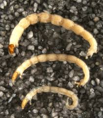 Attēlu rezultāti vaicājumam “Chironomidae larvae”