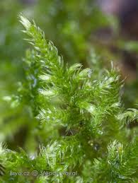 Attēlu rezultāti vaicājumam “Breidleria pratensis”