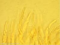 Attēlu rezultāti vaicājumam “Ruzenia spermoides”