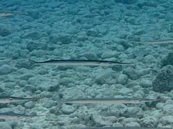 Attēlu rezultāti vaicājumam “Belone belone”