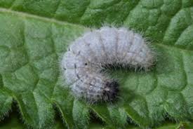 Attēlu rezultāti vaicājumam “Carcharodus floccifera upperside”