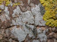 Attēlu rezultāti vaicājumam “Lecanora carpinea”