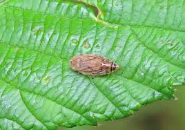 Attēlu rezultāti vaicājumam “Aphrophora nymph”