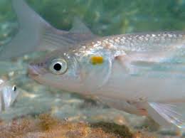 Image result for Liza aurata