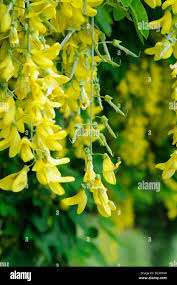 Attēlu rezultāti vaicājumam “Leguminosae”