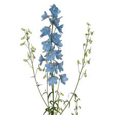 Image result for Delphinium